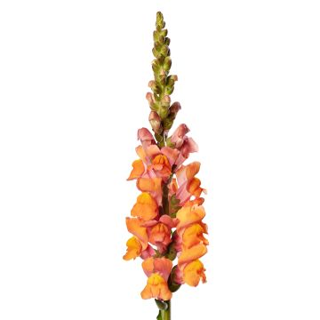 Leeuwenbek Avignon Deep Orange II (zaad) - Antirrhinum majus
