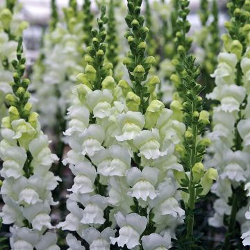 Leeuwenbek Fresh White (zaad) - Antirrhinum majus