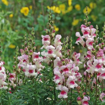 Leeuwenbek Lucky Lips (zaad) - Antirrhinum majus