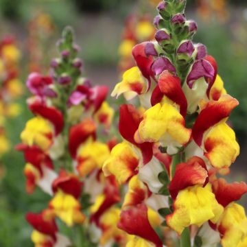 Leeuwenbek Mango Twist (zaad) - Antirrhinum majus