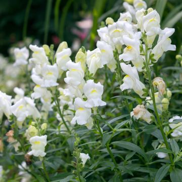 Leeuwenbek Royal Bride (zaad) - Antirrhinum majus