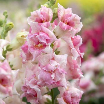 Leeuwenbek Sweet Duet Appleblossom (zaad) - Antirrhinum majus