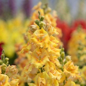 Leeuwenbek Sweet Duet Citrus (zaad) - Antirrhinum majus