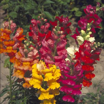Leeuwenbek Majestic Mix (zaad) - Antirrhinum majus