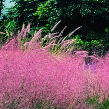 Muhlenbergia capillaris Ruby (zaad) - Prairiegas