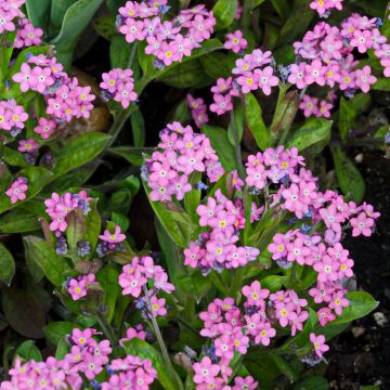 Myosotis sylvatica Roze (zaad) - Bosvergeet-mij-nietje