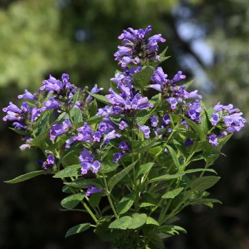 Nepeta subsessilis Dark Blue Panther (zaad) - Kattenkruid