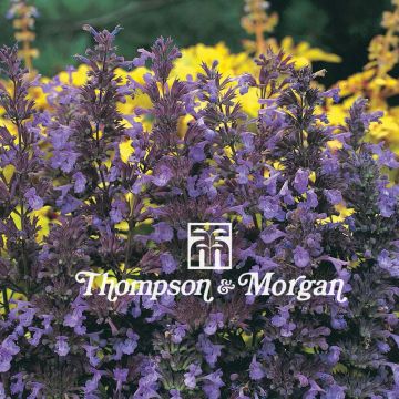 Nepeta transcaucasica Blue Infinity (zaad) - Kattenkruid