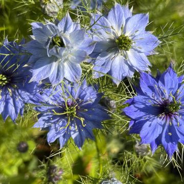 Nigella damascena Moody Blues (zaad) - Juffertje-in-het-groen