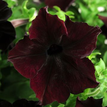 Petunia Sophistica Blackberry F1 (zaad) - Hangpetunia