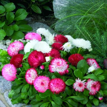 Madeliefje Habanera Mix (zaad) - Bellis perennis