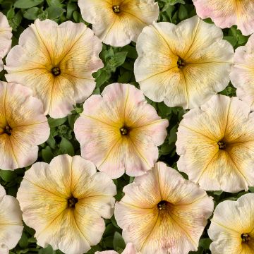 Petunia Ingrid F1 (gecoate zaden) - Hangpetunia