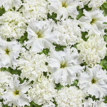 Petunia fimbriata White Double (gecoate zaden) - Hangpetunia