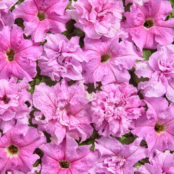 Petunia grandiflora Peace (gecoate zaden) - Hangpetunia