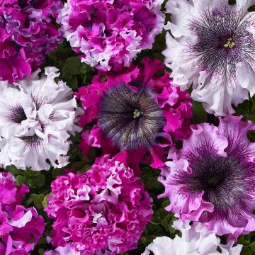 Petunia grandiflora Superbissima Cerny's Triumph (gecoate zaden) - Hangpetunia