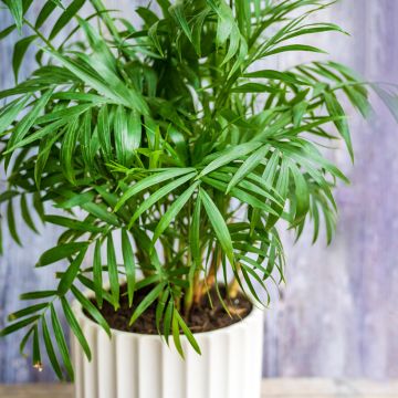 Chamaedorea elegans Collinea (zaad) - Bergpalm