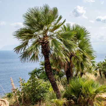 Chamaerops humilis (zaad) - Europese dwergpalm