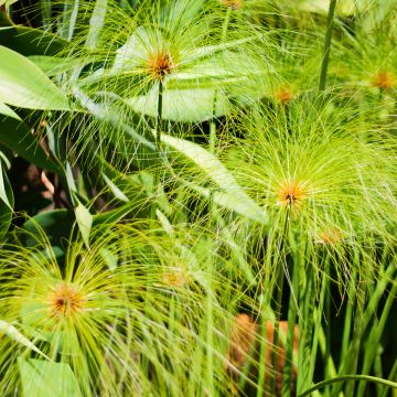 Cyperus papyrus (zaad) - Papyrusplant
