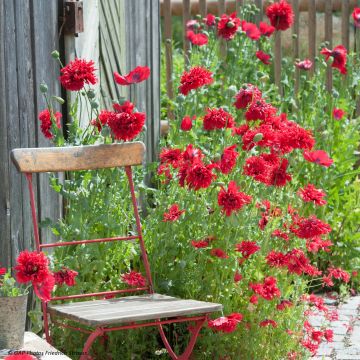 Papaver somniferum Red Peony (zaad) - Eenjarige slaapbol