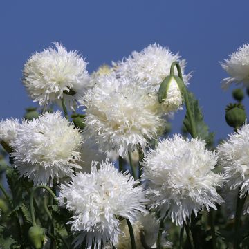 Papaver somniferum White Swan (zaad) - Eenjarige slaapbol
