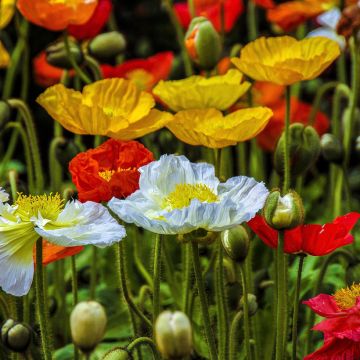 Papaver nudicaule Wind Song Mix (zaad) - IJslandse papaver