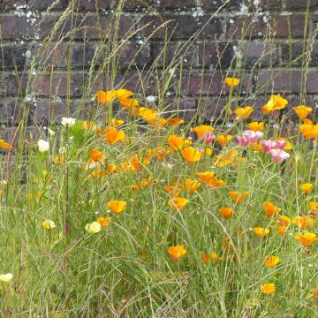 Eschscholzia californica Garden Mix (zaad) – Slaapmutsje
