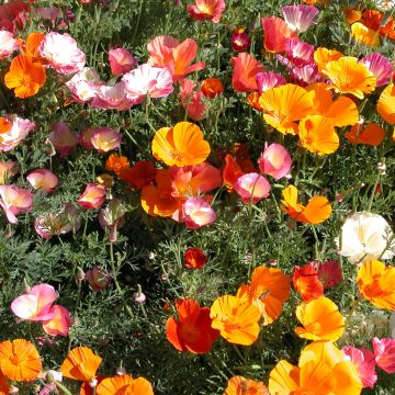 Eschscholzia californica Mission Bells (zaad) – Slaapmutsje