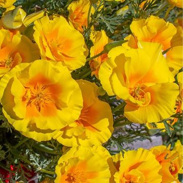 Eschscholzia californica Yukon Gold (zaad) – Slaapmutsje