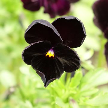 Viola wittrockiana Black Cristal (zaad) - Grootbloemige viool