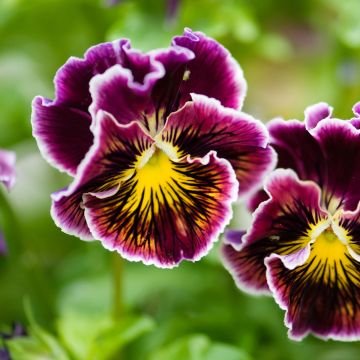 Viola wittrockiana Rococo (zaad) - Grootbloemige viool