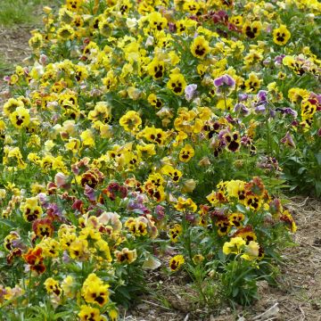Viola wittrockiana Frou Frou (zaad) biologisch - Grootbloemige viool