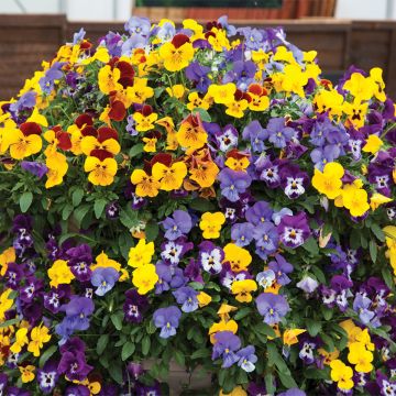 Viola wittrockiana Freefall XL Mix (zaad) - Grootbloemige viool