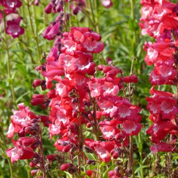 Penstemon hartwegii Le Phare (zaad) - Slangenkop