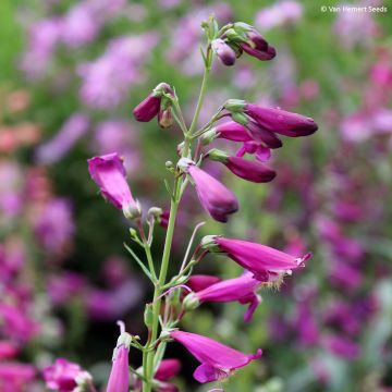 Penstemon barbatus Twizzle Purple (zaad) - Slangenkop