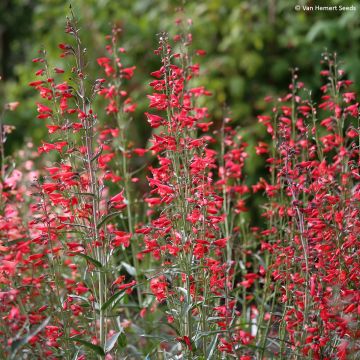 Penstemon barbatus Twizzle Scarlet (zaad) - Slangenkop