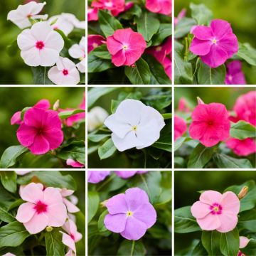Catharanthus roseus Heatwave Mix (zaad) - Roze maagdenpalm