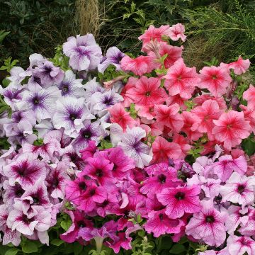 Petunia Prism Sundae Mix (zaad) - Hangpetunia