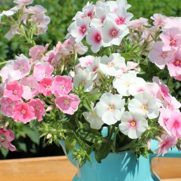Phlox drummondii Blushing Bride (zaad) - Eenjarige vlambloem