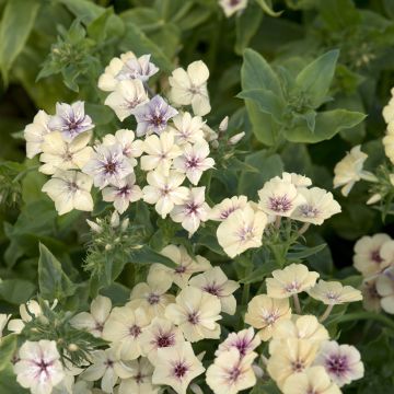 Phlox drummondii Crème Brûlée (zaad) - Eenjarige vlambloem