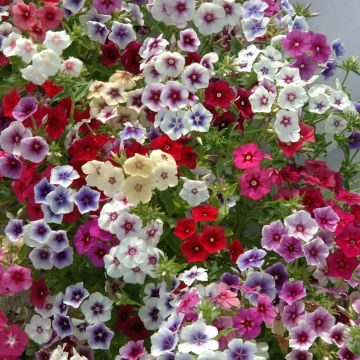 Phlox drummondii Tapestry Mix (zaad) - Eenjarige vlambloem