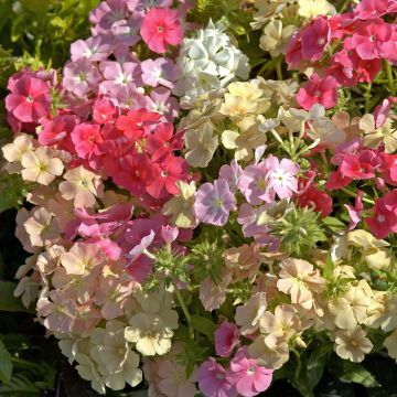 Phlox drummondii Beauty Coral Reef (zaad) - Eenjarige vlambloem