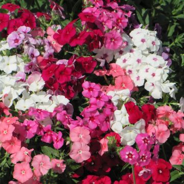 Phlox drummondii Dwarf Beauty Mix (zaad) - Eenjarige vlambloem