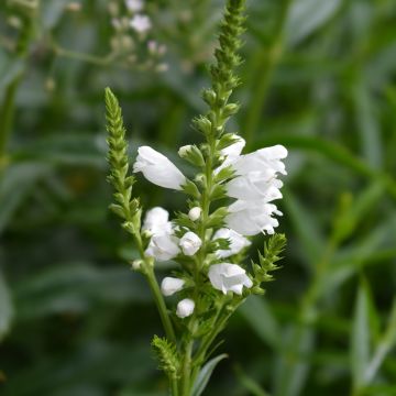 Physostegia virginiana Summer Snow (zaad) - Scharnierbloem