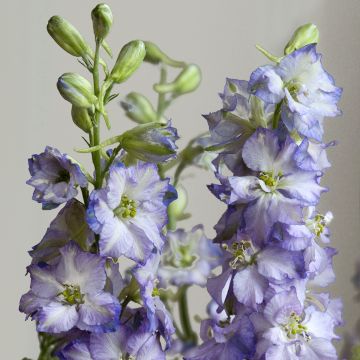 Delphinium elatum Fancy Purple Picotee (zaad) - Ridderspoor