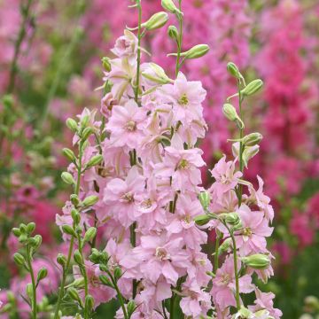 Ridderspoor Imperial QIS Light Pink (zaad) - Delphinium consolida
