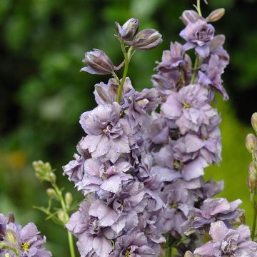 Ridderspoor Misty Lavender (zaad) - Delphinium consolida