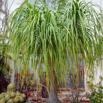 Beaucarnea recurvata (zaad) - Olifantspoot