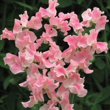 Lathyrus odoratus Alan Titchmarsh (zaad) - Siererwt
