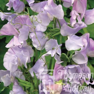 Lathyrus odoratus Ballerina Blue (zaad) - Siererwt