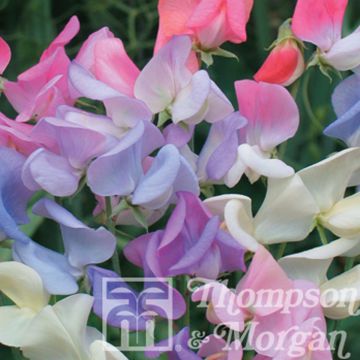 Lathyrus odoratus Elegant Ladies (zaad) - Siererwt